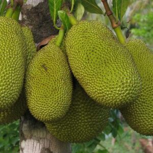 Jackfruit-600x368