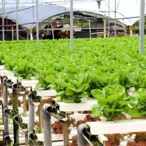 agriculture-hydroponic-vegetable-farm-21078278