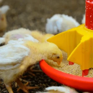 breeding-poultry-yellow-chicks-eating-600nw-2039014643