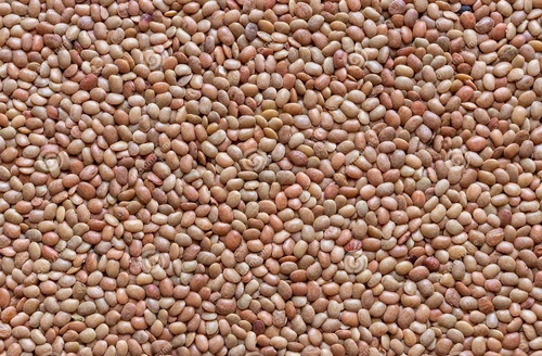 brown-whole-masoor-dal-500x500