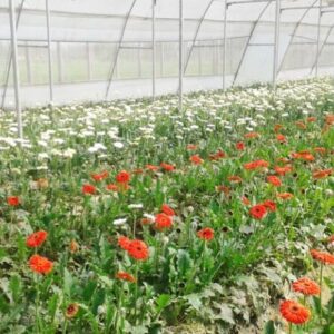 cultivation-of-gerbera