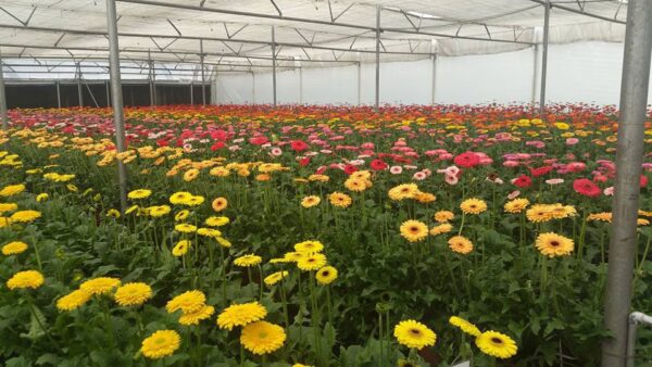 gerbera-cultivation-economic