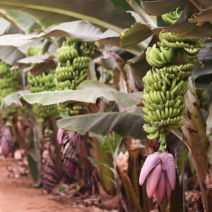 Banana palms plantation,bunches of green bananas on a branch of banana palm, unripe already large fruits