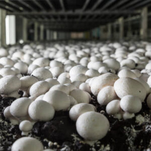 Champignons growing on a mushroom farm. Mushroom production industry