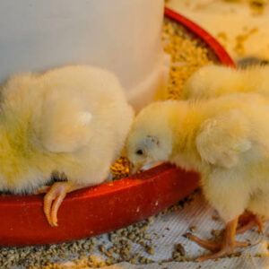 Picture of small chicks feeding from a feeder.