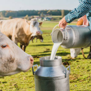 Farmer pouring raw milk into container in dairy farm.