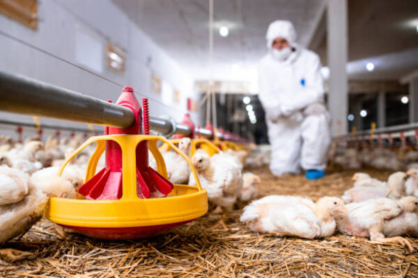 Veterinarian in sterile clothing controlling chicken health at modern poultry farm.