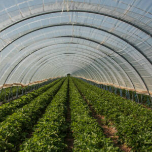 a polytunnel with long rows of strawberry plants sheltered with plastic