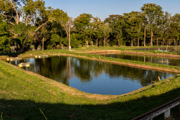 Tanks used for raising tilapia on a fish farm in Brazil