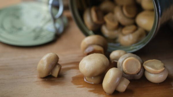 Champignon mushroom in a tin can.