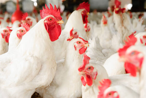 White broiler chickens in a poultry farm.