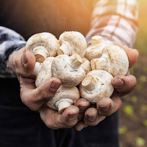 Close up of hands cupped holding white mushrooms. Radish growths garden as background.