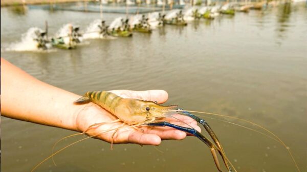 pakistan_shrimp_farm_in_punjab