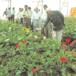 polyhouse-farming-takes-root-in-meerut