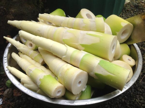 bamboo-shoots